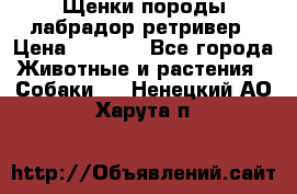 Щенки породы лабрадор ретривер › Цена ­ 8 000 - Все города Животные и растения » Собаки   . Ненецкий АО,Харута п.